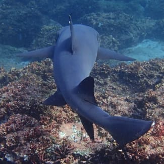 A shark swimming