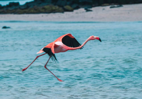 Flamingo Flying Galapagos