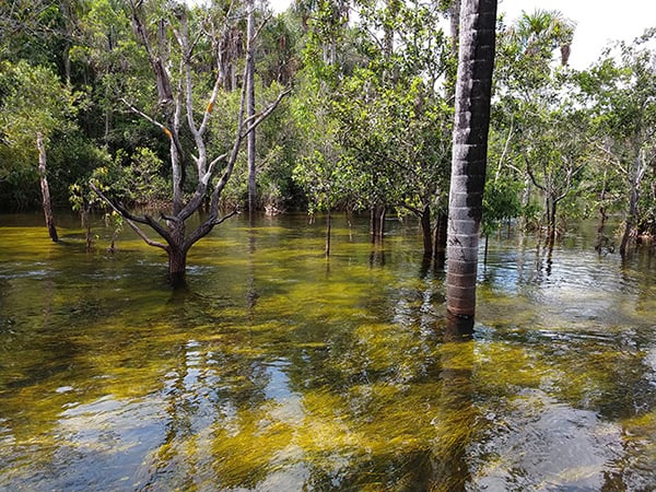 Acqua 5-Day Cruise Itinerary Day Four - Flooded Forest Exploration.