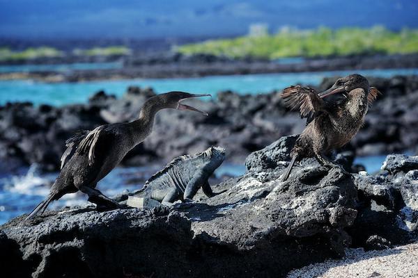 Endemic’s 6-Day 'F' Itinerary Day Four - Flightless Cormorants.