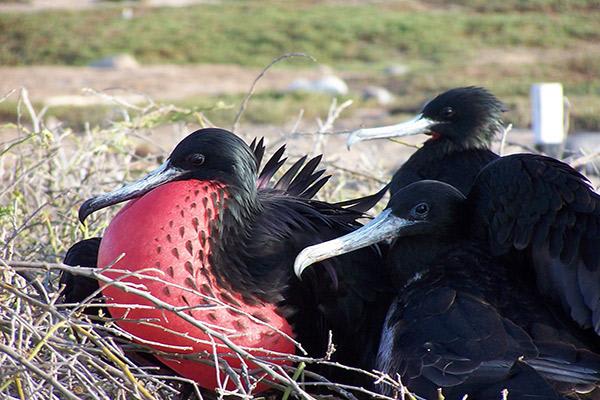 Alya's 6-Day Itinerary B Day Three - Frigate Bird Sighting.