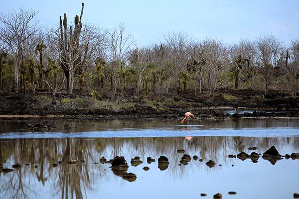 Nemo III's 8-Day Southern Islands Itinerary Day Four - Flamingo Lagoon.