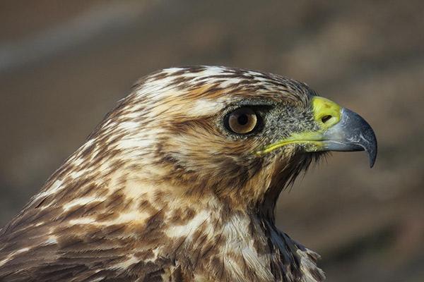Ocean Spray's 8-Day Itinerary 'A' Day Two - Galapagos Hawk.