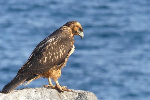 Galapagos Sea Star’s 15-Day A+B+C Itinerary Day Twelve - Hawk Sighting.