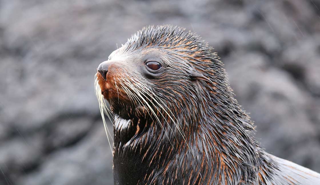 Sea lion in the rain