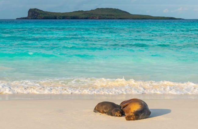 Two sea lions on the beach