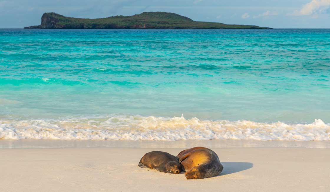 Two sea lions on the beach