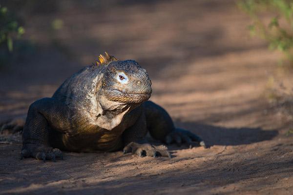 Galapagos Sea Star’s 15-Day B+C+A Itinerary Day One -  Land Iguana.