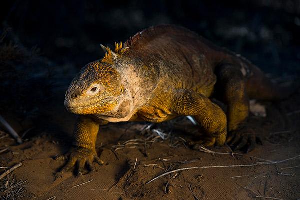 Galapagos Sea Star’s 5-Day Itinerary Day One - Land Iguana.