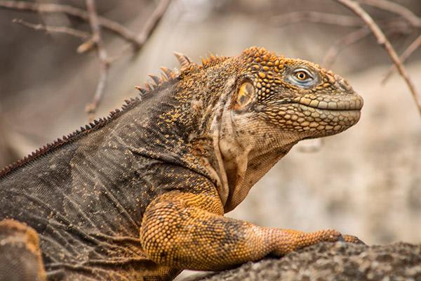 Galapagos Sea Star’s 10-Day B+C Itinerary Day One - Land Iguana.
