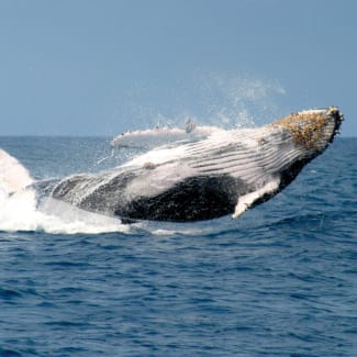 Humpbacked Whale jumping out of the water