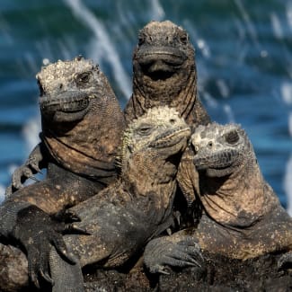 4 iguanas piling up on a rock