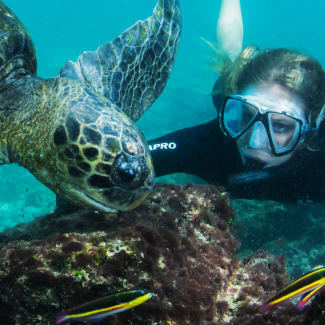 A woman diving looking closely at the turtle