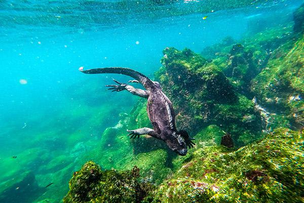 Galapagos Legend’s 8-Day 'C+D' Itinerary Day Five - Marine Iguanas.
