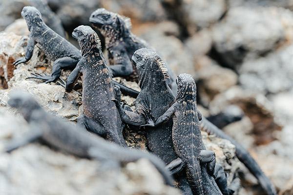 Galapagos Sea Star’s 11-Day C+A Itinerary Day Nine - Marine Iguanas.