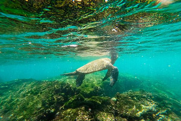 Galapagos Sea Star’s 15-Day A+B+C Itinerary Day Fourteen - Marine Turtle Swimming.