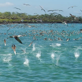 Birds flock on the water