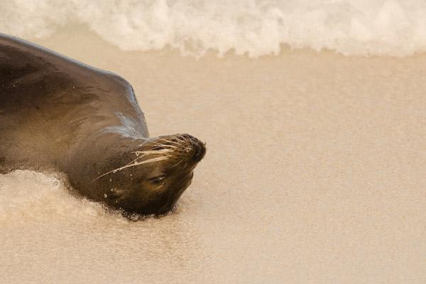 Integrity's 8-Day Eastern Islands Itinerary Day Two -  Sea Lions on the beach.