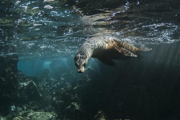 Galapagos Sea Star’s 15-Day A+B+C Itinerary Day Six - Sea Lion Swimming.
