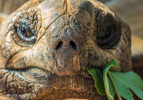 Tortoise with a leaf sticking out of his mouth