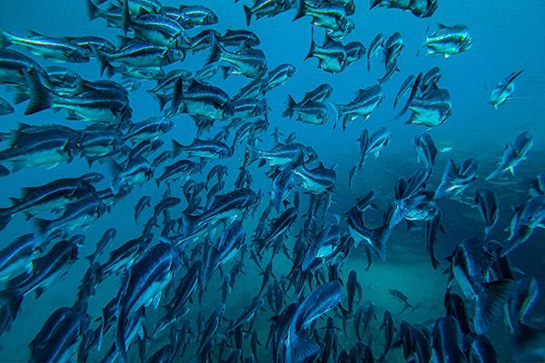 Galapagos Sea Star’s 10-Day A+B Itinerary Day Four - Tropical Fish.