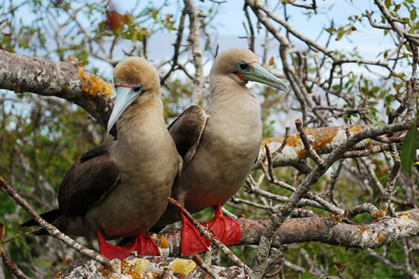 Galapagos Explorer - East