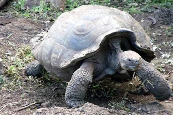 Galapagos Explorer - East