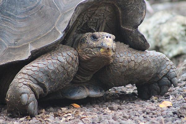 Calipso’s 8-Day Naturalist Itinerary Day Seven - Giant Tortoise.