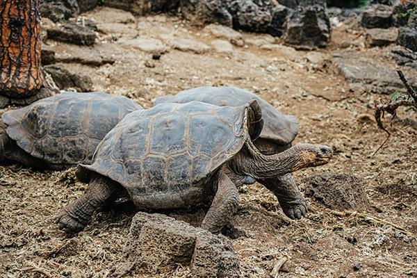 Grace Yacht's Western & Central Following Darwin's Trail 8-Day Itinerary Day Seven - Giant Tortoise Breeding & Rearing Program.