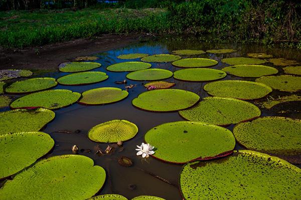 Agua Marina’s 5-Day Itinerary Day Four - Giant Victoria Water Lillies.