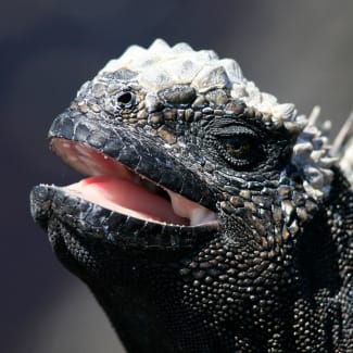 Closeup of an iguana
