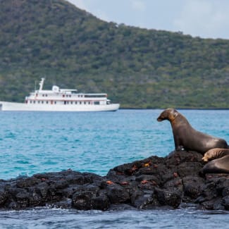 A seal watching the ship in the distance