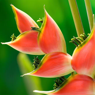 Beautiful Heliconia Flower in the Peruvian Rainforest