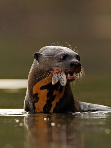 River Otter Eating Fish