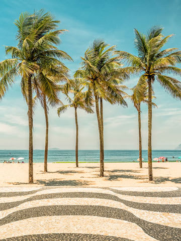 Palm trees on the beach