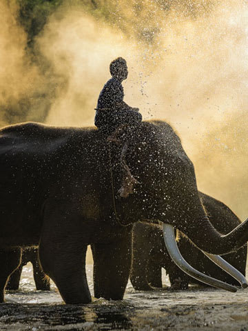 Boy sitting on the elephant