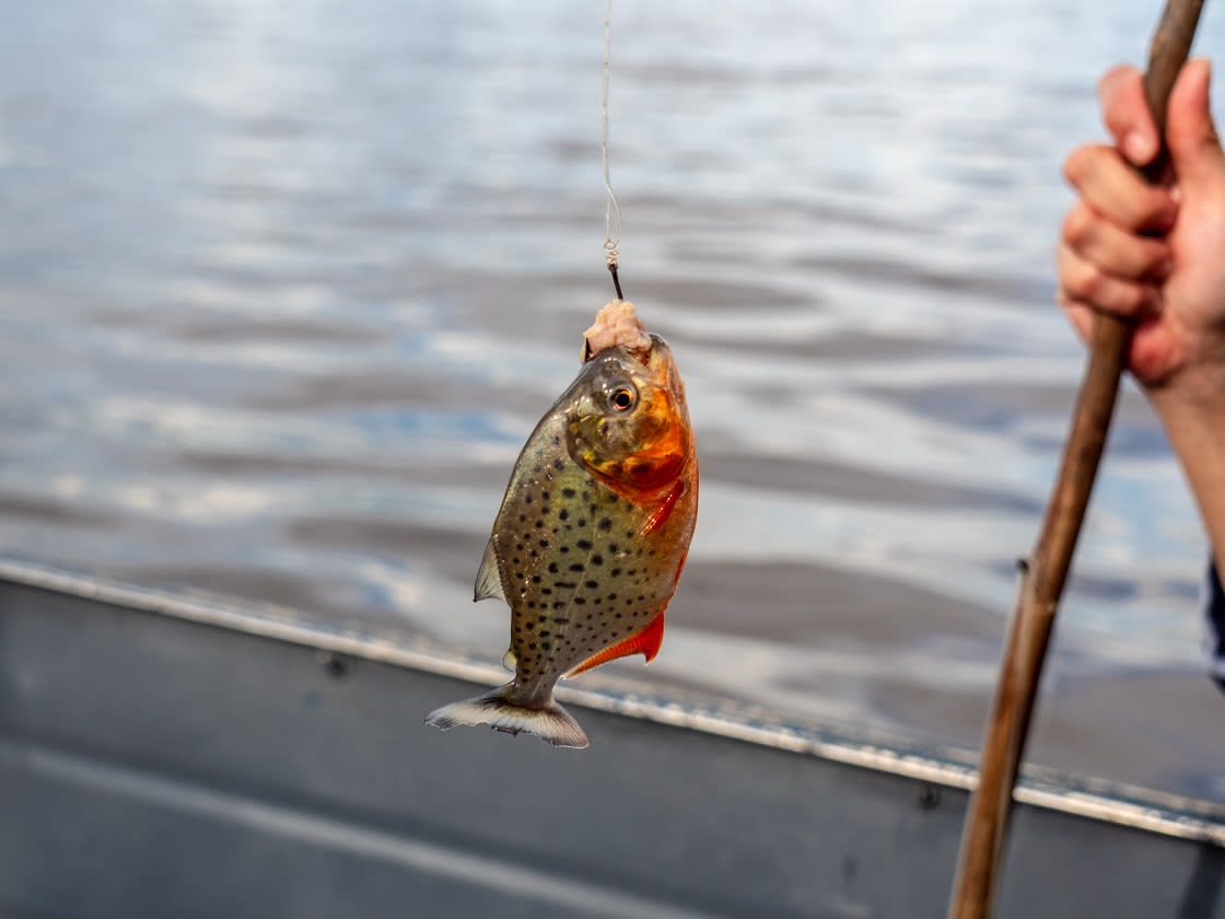 Red Bellied Piranha And Artisanal Fishing Cane