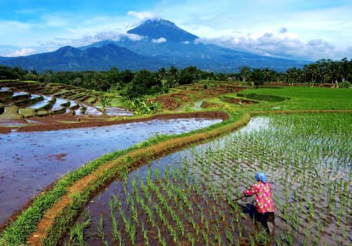 Rice terraces and a volcano in the background