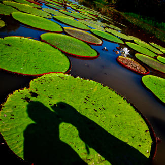Victoria Regias in Amazonas, Peru
