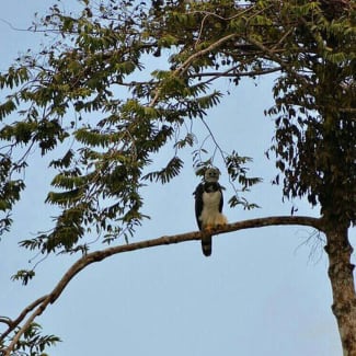 Bird on a branch