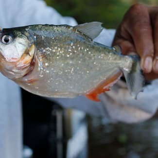 A fish
