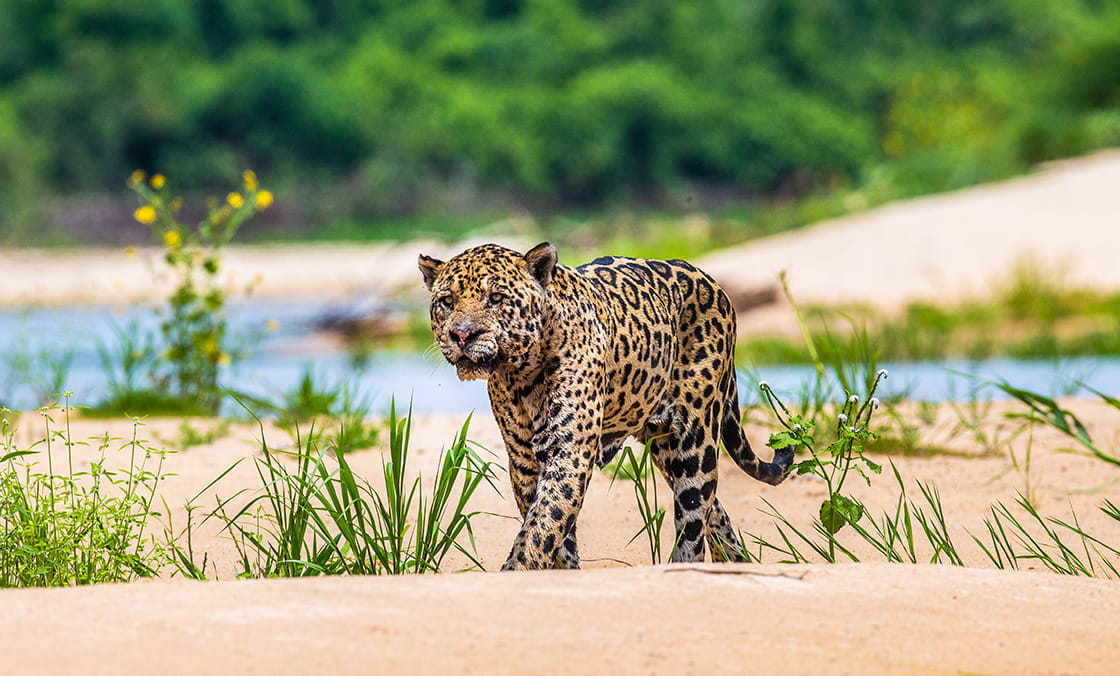 Jaguar Walking Along The Sand