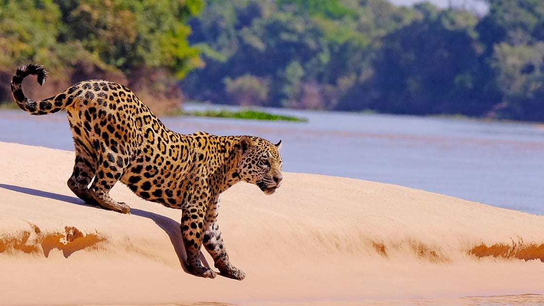 Young Jaguar Walking Towards The Water