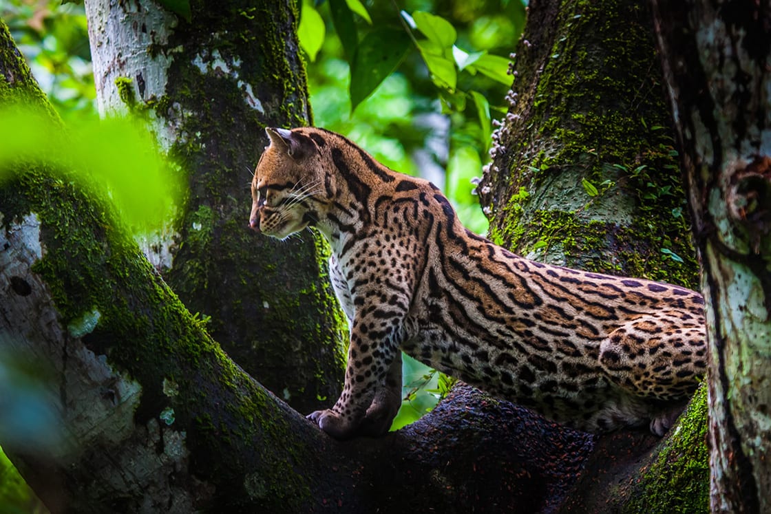 Oncilla Wild Cat On A Tree In Ecuador
