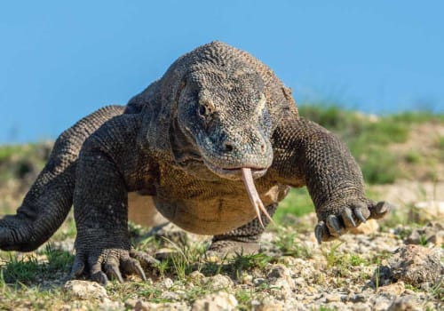 Komodo Dragon