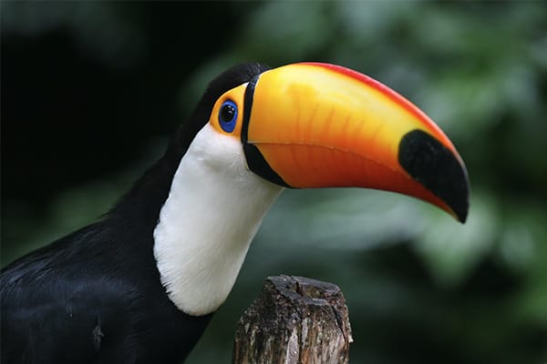 La Jangada (Katerre) - Brazilian Amazon Adventure
