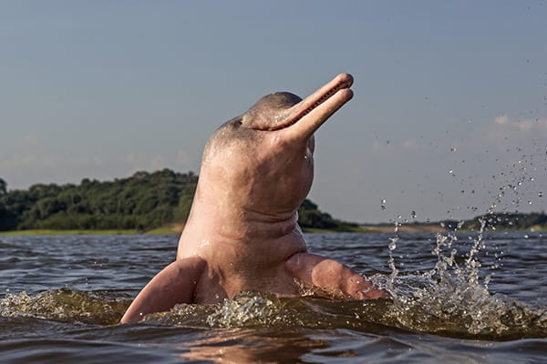 La Jangada (Katerre) - Brazilian Amazon Adventure