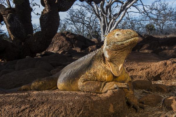 Galapagos Legend’s 8-Day 'D+A' Itinerary Day Seven - Land Iguana in the Sun.