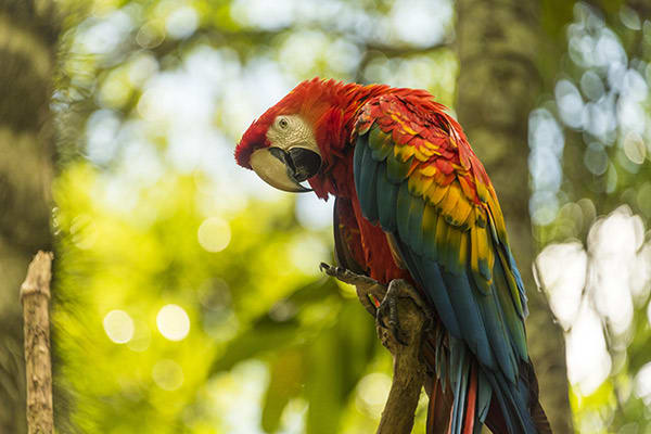 Perla’s 7-Day Itinerary Day Five - Macaw Sighting.
