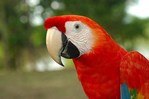 Aqua Nera’s 8-Day Itinerary Day Eight - Macaw Sighting.